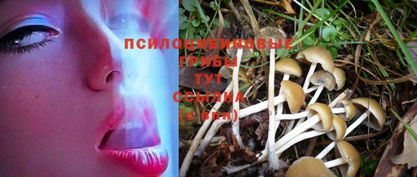 шишки Медвежьегорск